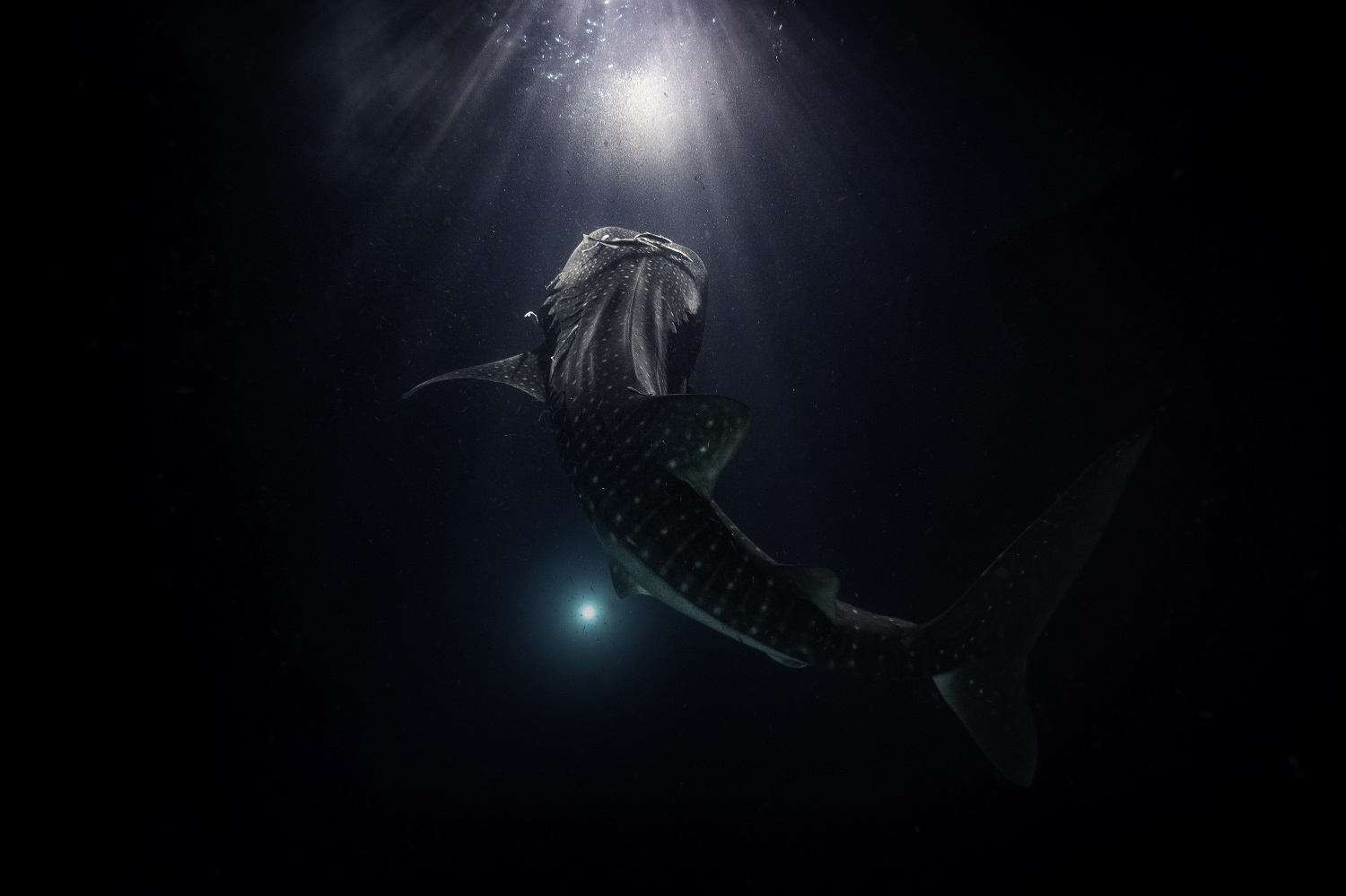 Whale shark swimming toward a light