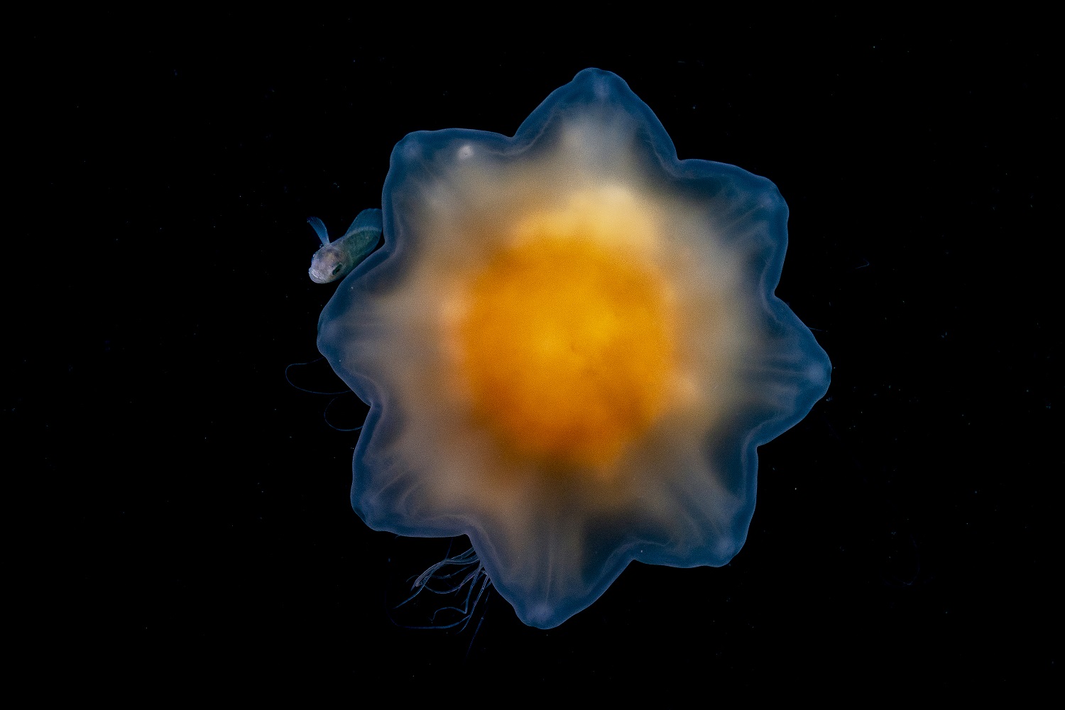 Prowfish and lion's mane jellyfish in water