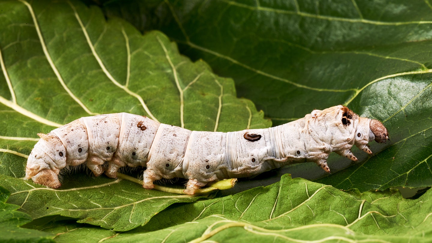 Scientists have manipulated the genes of a common silkworm to produce eco-friendlier silk that can be made into extra-strong materials. 