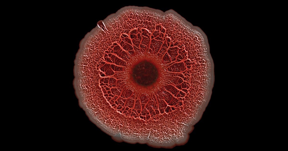Bacterial colony forming a red biofilm on a black background