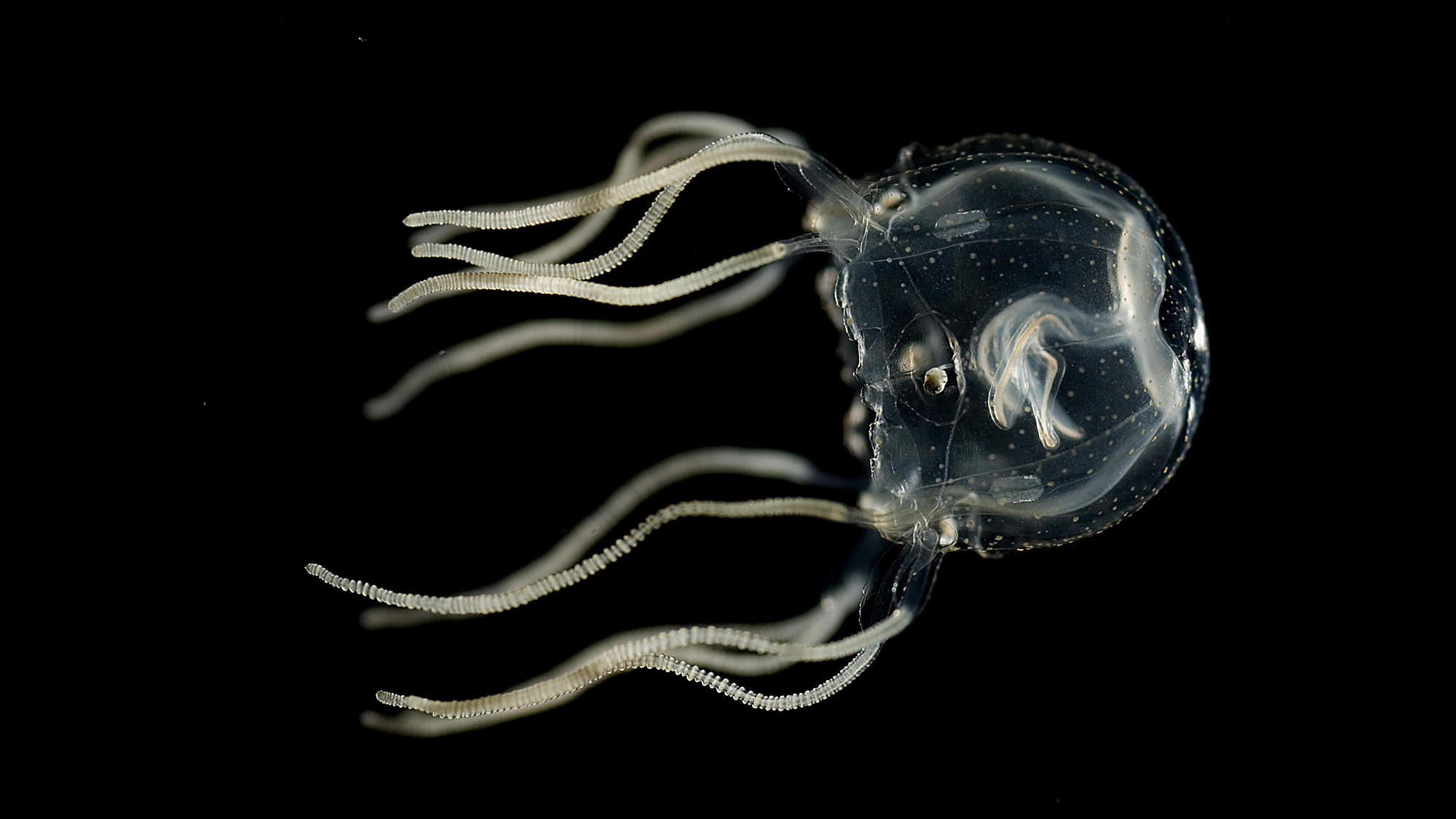 A Caribbean box jellyfish on a black background. It has a round, bell shaped body, with about 11 visible tentacles. It also has four parallel brain-like structures with roughly 1,000 nerve cells in each.