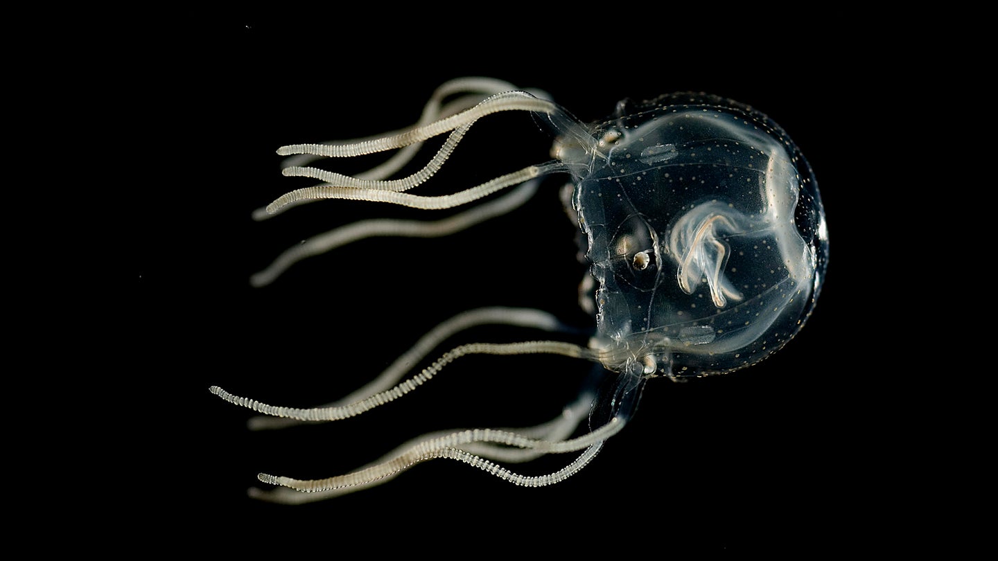 A Caribbean box jellyfish on a black background. It has a round, bell shaped body, with about 11 visible tentacles. It also has four parallel brain-like structures with roughly 1,000 nerve cells in each.