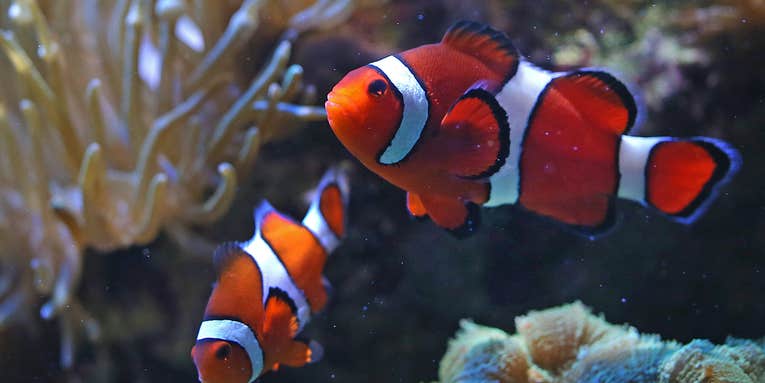 Why some clownfish are growing up too quickly