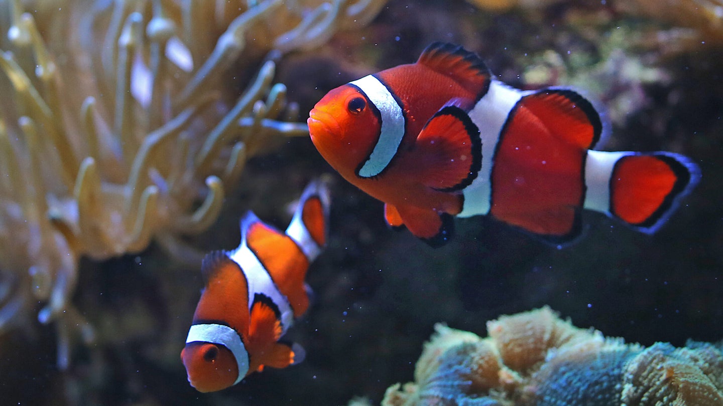 Before developing their iconic coloring and entering adulthood, baby clownfish undertake a crucial journey to find the anemone where they will spend the rest of their days. 