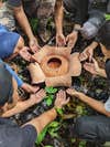 Rafflesia bengkuluensis with its custodians in Sumatra. CREDIT: Chris Thorogood