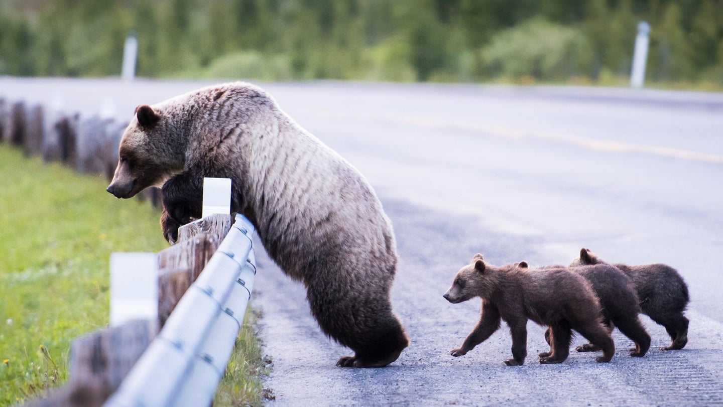 Grizzly bear mom and cubs crossing road in Yellowstone National Park