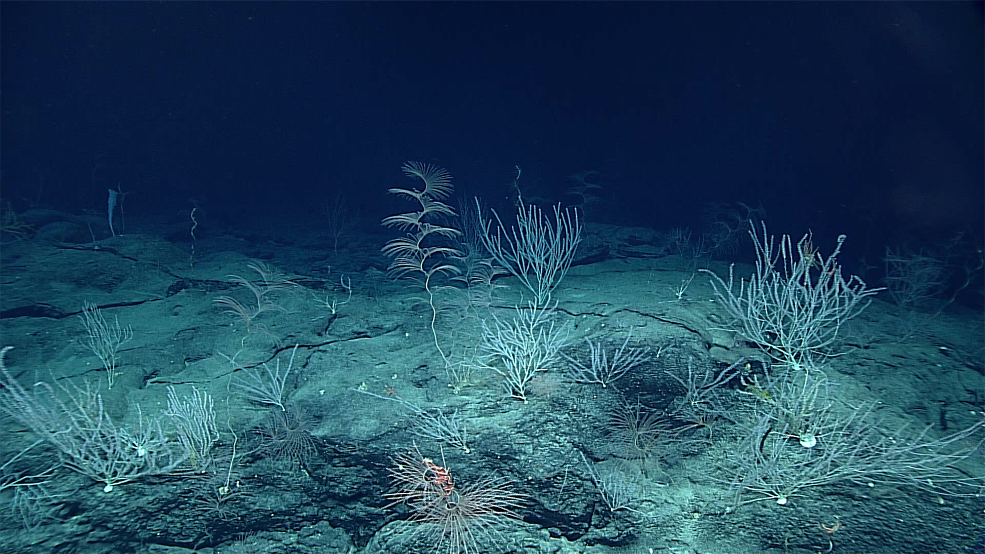 A high-density field of corals, including the spiraling Iridogorgia magnispiralis. Image courtesy of the NOAA Office of Ocean Exploration and Research, 2016 Deepwater Exploration of the Marianas.