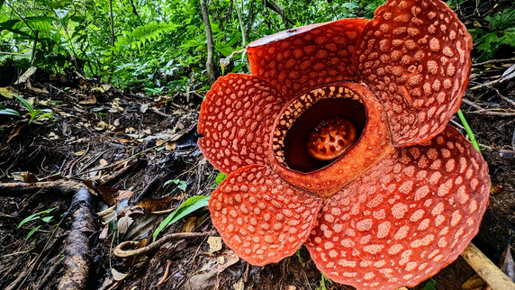 Earth’s stinkiest flower is threatened with extinction