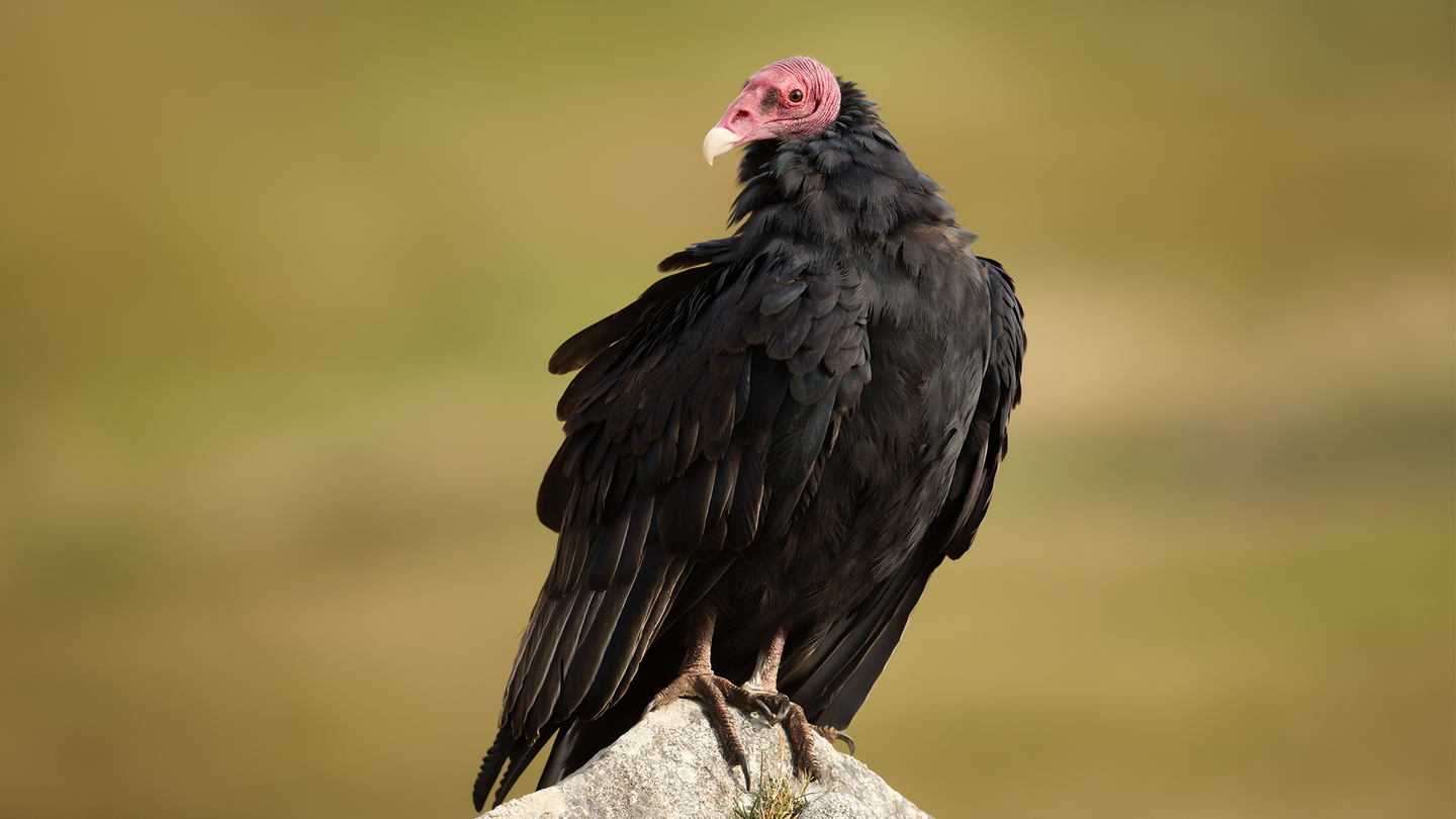 Turkey vulture sitting on a rock