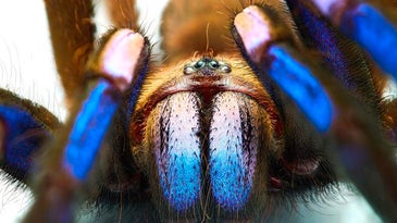 Meet the first electric blue tarantula known to science