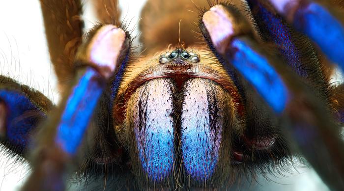 Chilobrachys natanicharum has blue coloring due to the unique structure of its hair and not the presence of blue pigments. CREDIT: Yuranan Nanthaisong