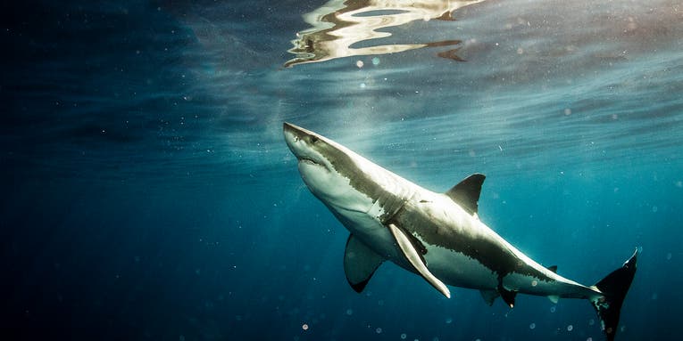 South Africa’s Missing sharks have been found