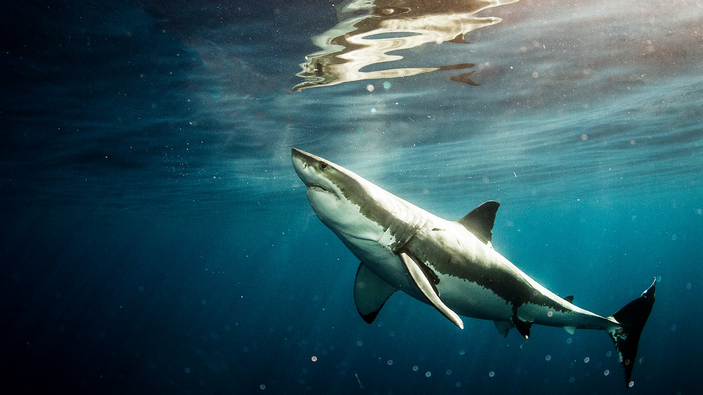 Great white sharks were once abundant in South Africa’s False Bay and Gansbaai regions. But
now, they appear to have ventured to safer waters elsewhere.