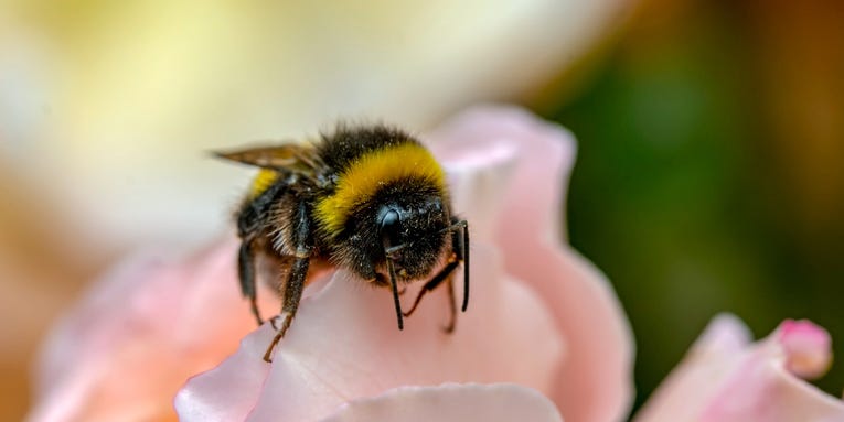 To protect wild bumblebees, people have to find them first