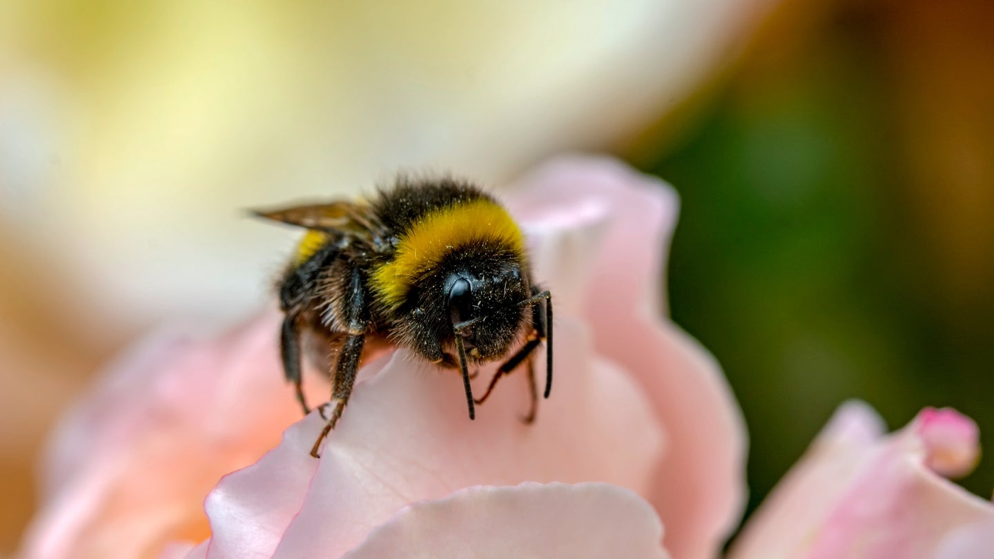 A quarter of North America’s almost 50 bumblebee species are at risk of extinction due to human-caused habitat loss and climate change.