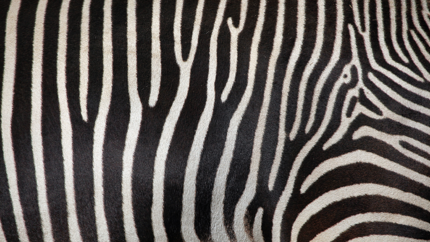A close up of the black and white stripes of a zebra. The same patterns that dictate zebra stripes could also control the way sperm swim.
