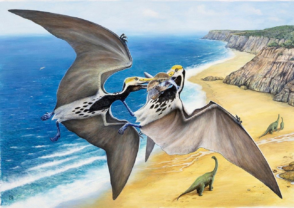 Two pterosaurs fighting over prey in flight. Illustration.