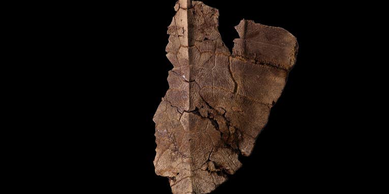This 6-million-year-old turtle shell still has some DNA