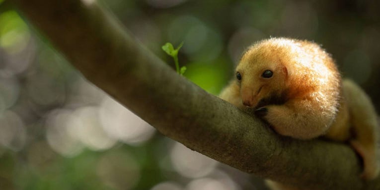 This fluffy anteater could be a new species