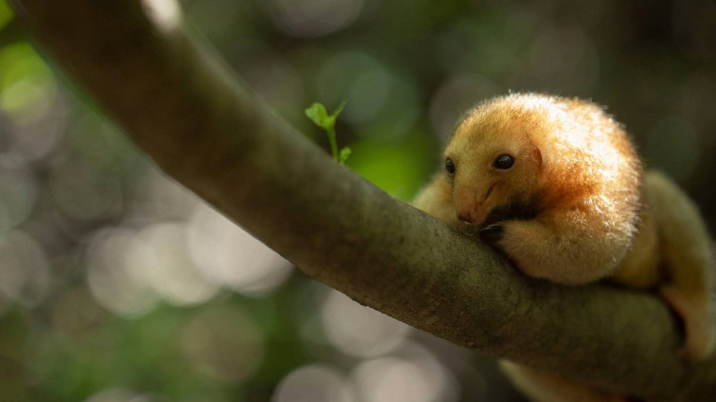 
A silky anteater, small enough to sit comfortably in your palm, rests in the canopy of a mangrove forest in Brazil’s Parnaíba Delta. 