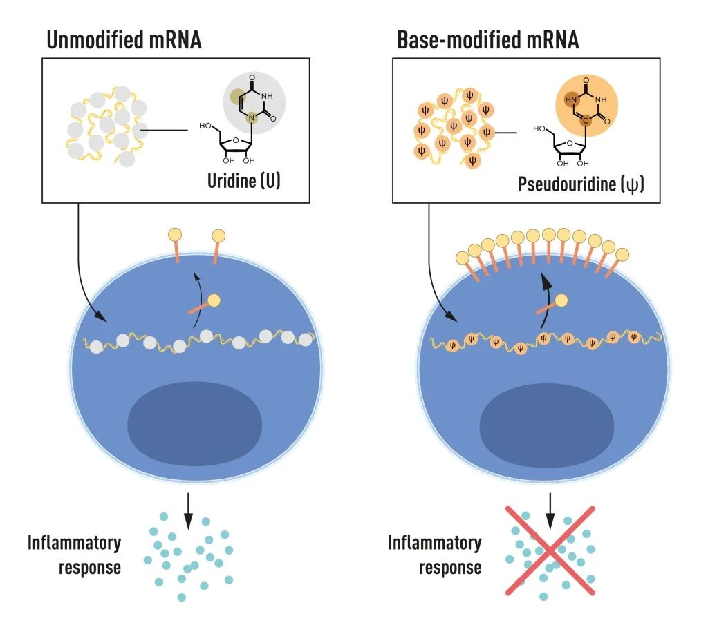 mRNA contains four different bases, abbreviated A, U, G, and C. The Nobel Laureates discovered that base-modified mRNA can be used to block activation of inflammatory reactions (secretion of signaling molecules) and increase protein production when mRNA is delivered to cells.  