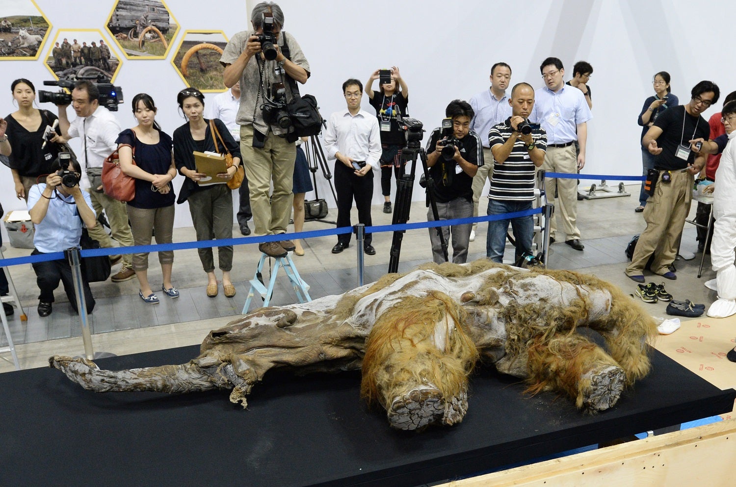 Baby wooly mammoth from Siberia on display in Japan