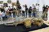 Baby wooly mammoth from Siberia on display in Japan