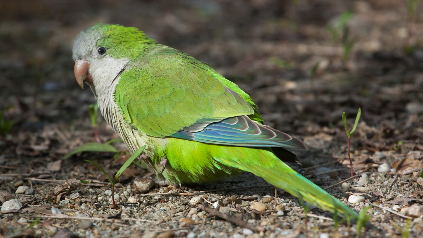 A green monk parakeet standing in dirt. Parrots could have a unique tone of voice just like humans do.