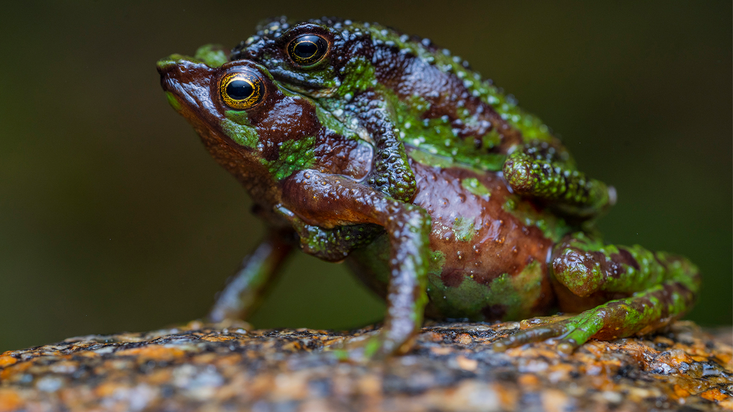The Morona-Santiago stubfoot toad (Atelopus halihelos) in Ecuador is listed as critically endangered.