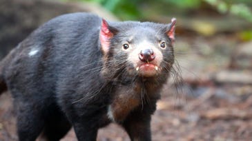 Disease plagues Tasmanian devils—except for on one island