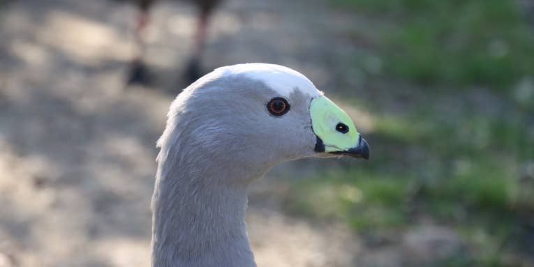 Do all geese look the same to you? Not to this facial recognition software.
