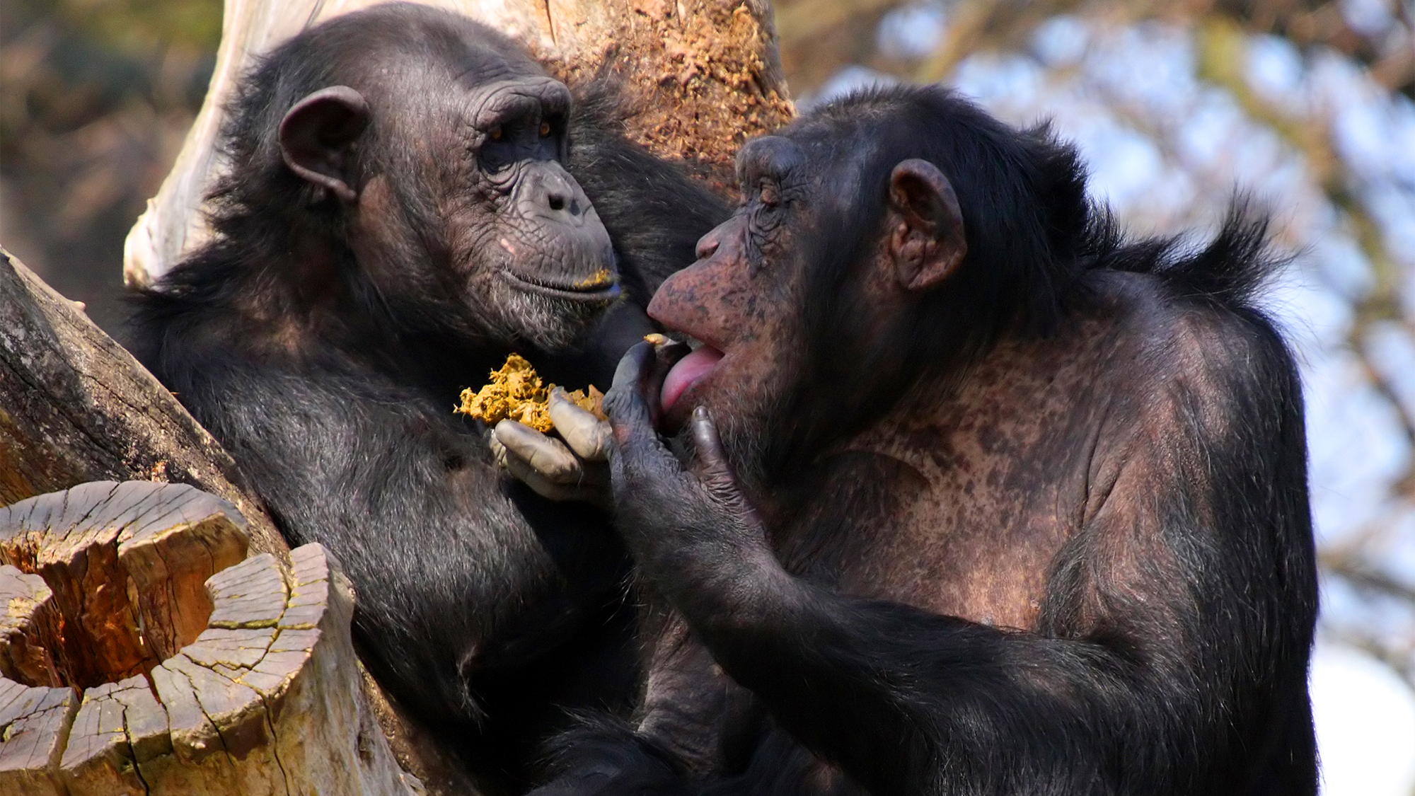 Two chimpanzees share a meal. A new study found that same-sex sexual behavior helps establish and maintain positive social relationships in animals including chimpanzees, bighorn sheep, lions, and wolves.