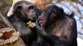 Mammals may use same-sex sexual behavior for conflict resolution, bonding, and more