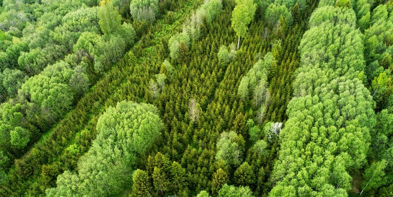 Tree plantations try to offset our carbon pollution. Here’s the problem.