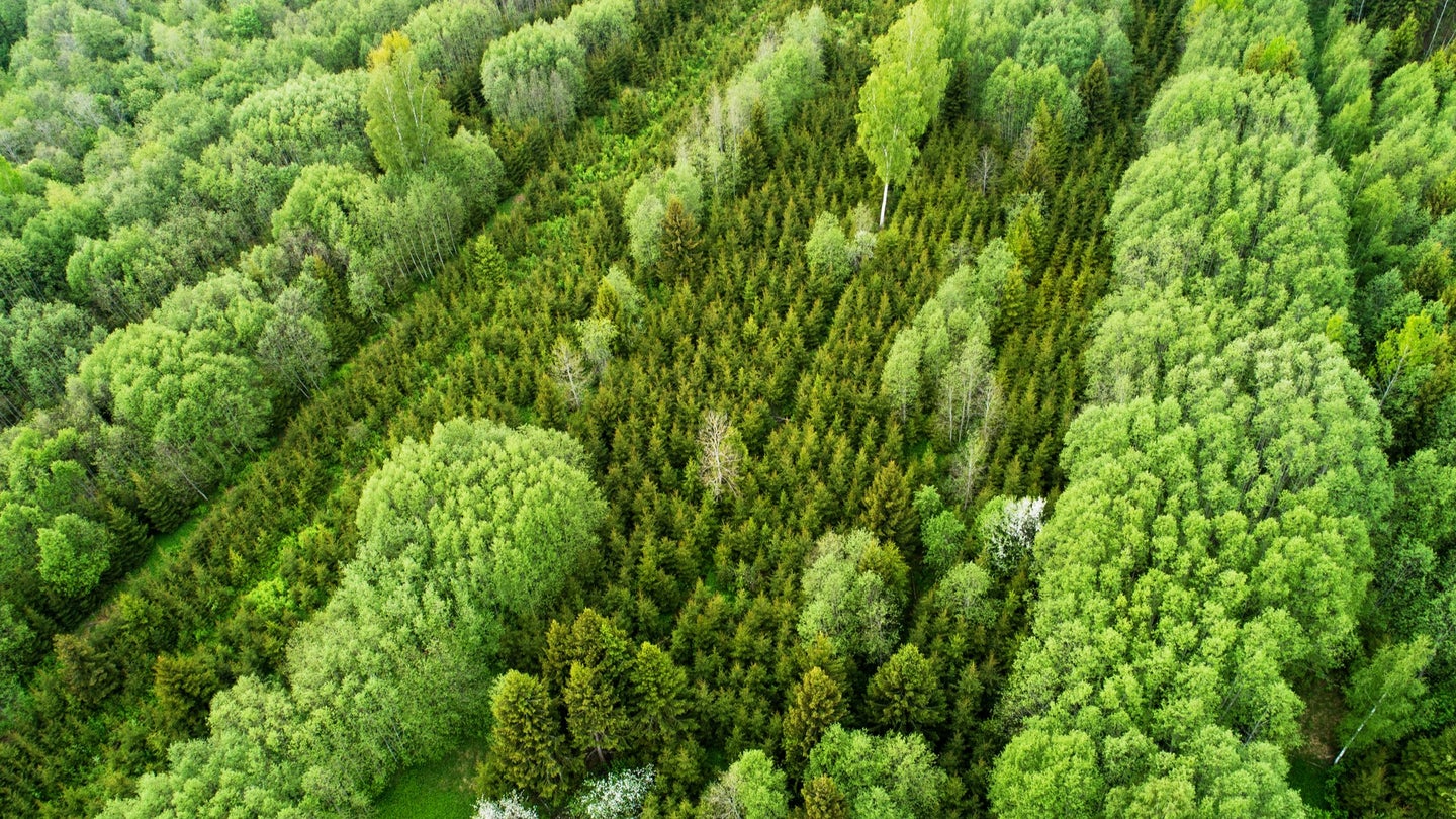 Green fir trees in neat rows as seen from the air.
