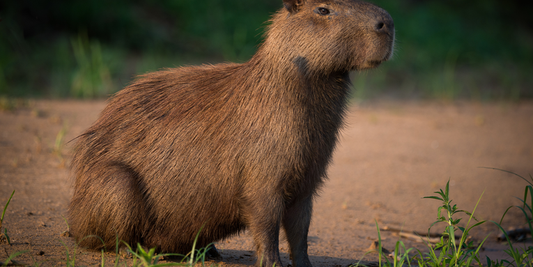 4 capybara facts you’ll love, and 1 you’d like to forget