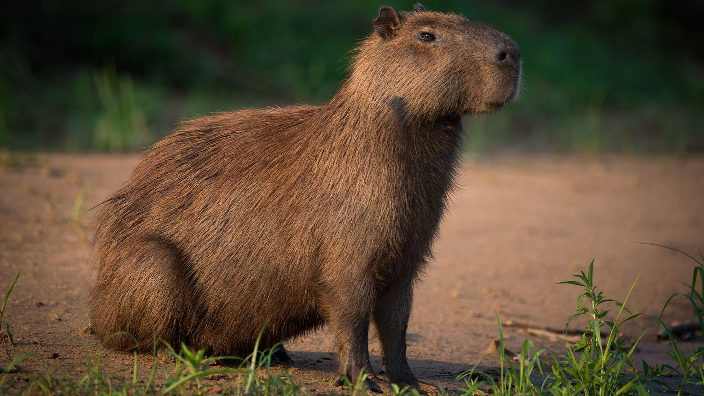 A capybara standing on a riverbank. Capybaras are semi-aquatic rodents that can weigh up to 174 pounds.