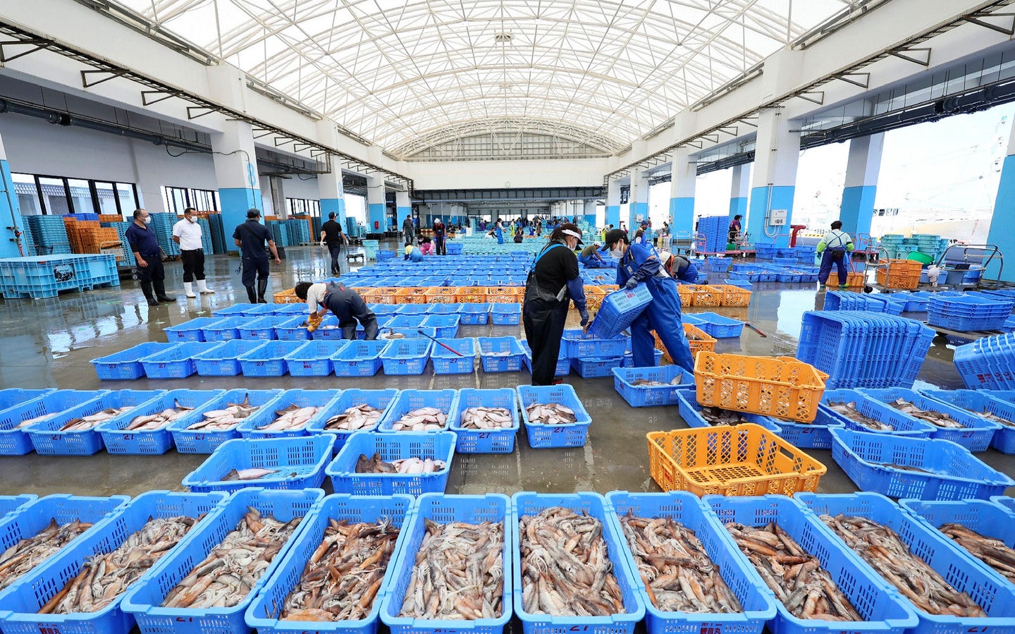 Blue bins of fish and other seafood caught near the Fukushima nuclear plant in Japan