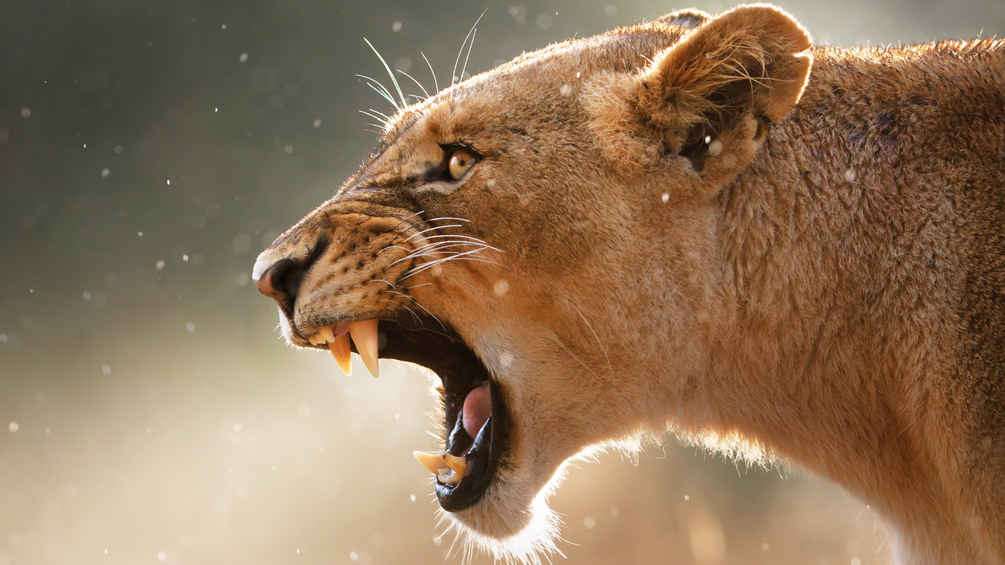 A lioness bears her teeth. Mammals in a new study were twice as likely to abandon a waterhole when hearing human voices than the sounds of a lion.