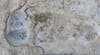 Ancient human footprint at White Sands National Park