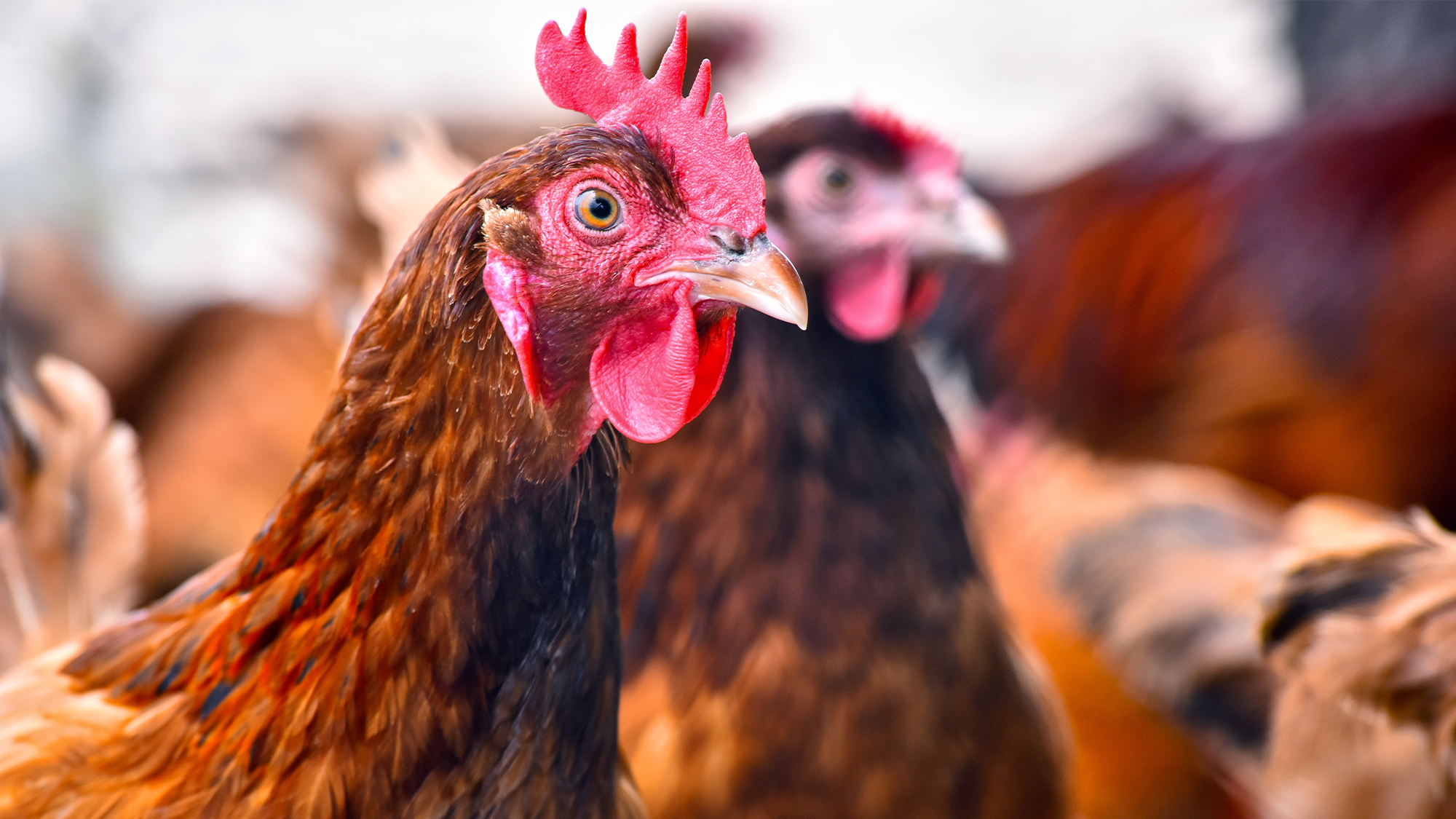 USDA bans French poultry imports over avian influenza vaccine