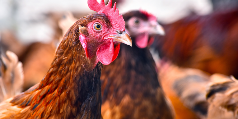 USDA bans French poultry imports over avian influenza vaccine