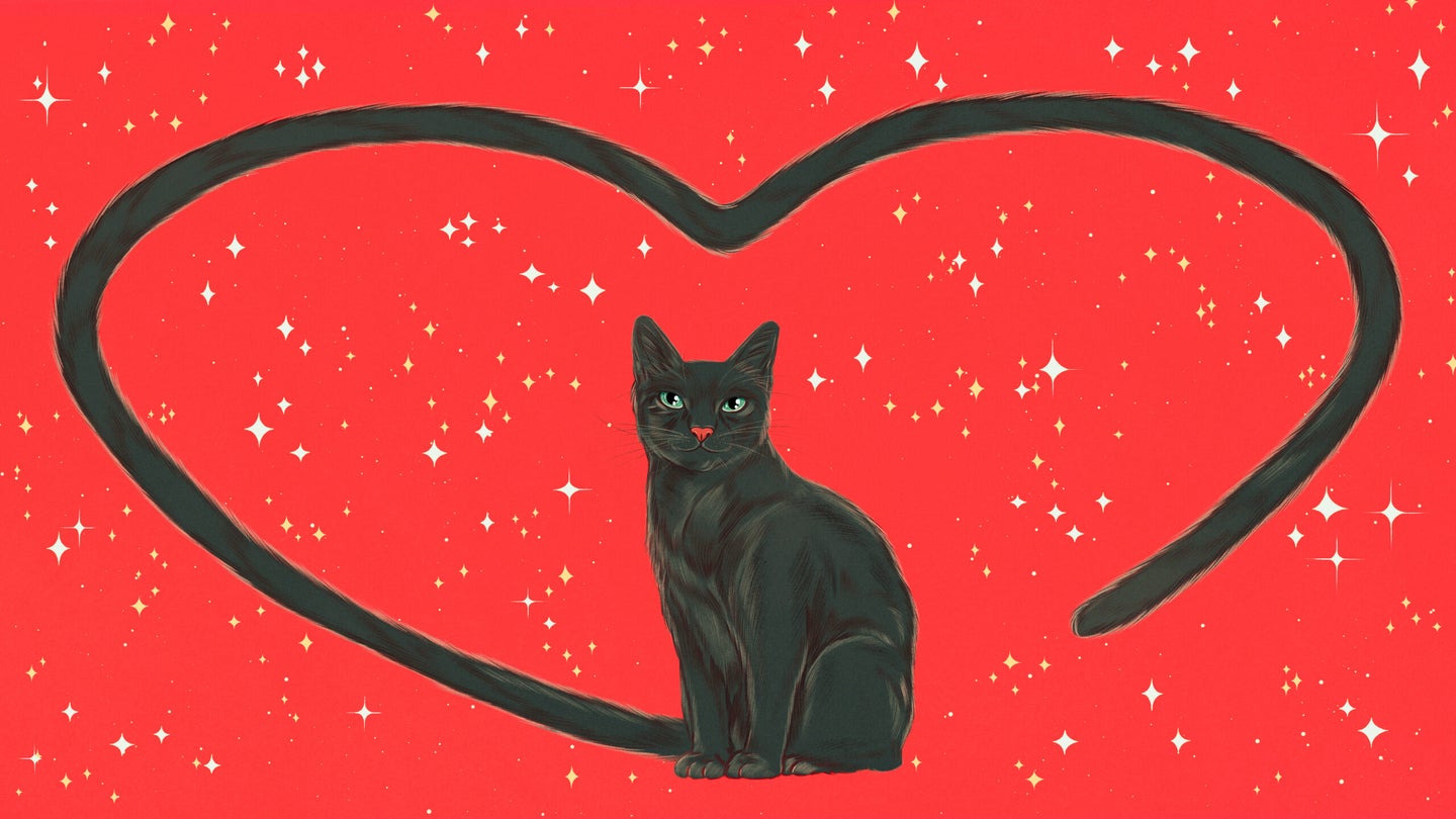 Tail of black cat on red, star-specked background forms a heart shape. Illustration.