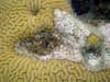 Look closely. A margarita snail in the middle of a dead section of a large brain coral. CREDIT: R. Bieler.
