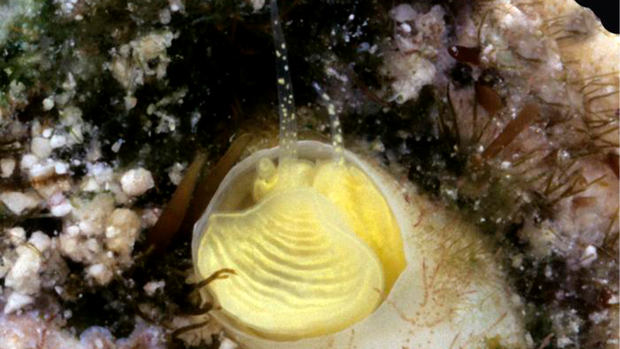 An underwater closeup of Cayo margarita (a new species) in the coral reef of the Florida Keys. Note the two long tentacles, used by the snail to spread the mucus net for feeding.