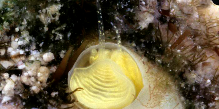 New neon-yellow snail from the Florida Keys gets a happy hour-ready name