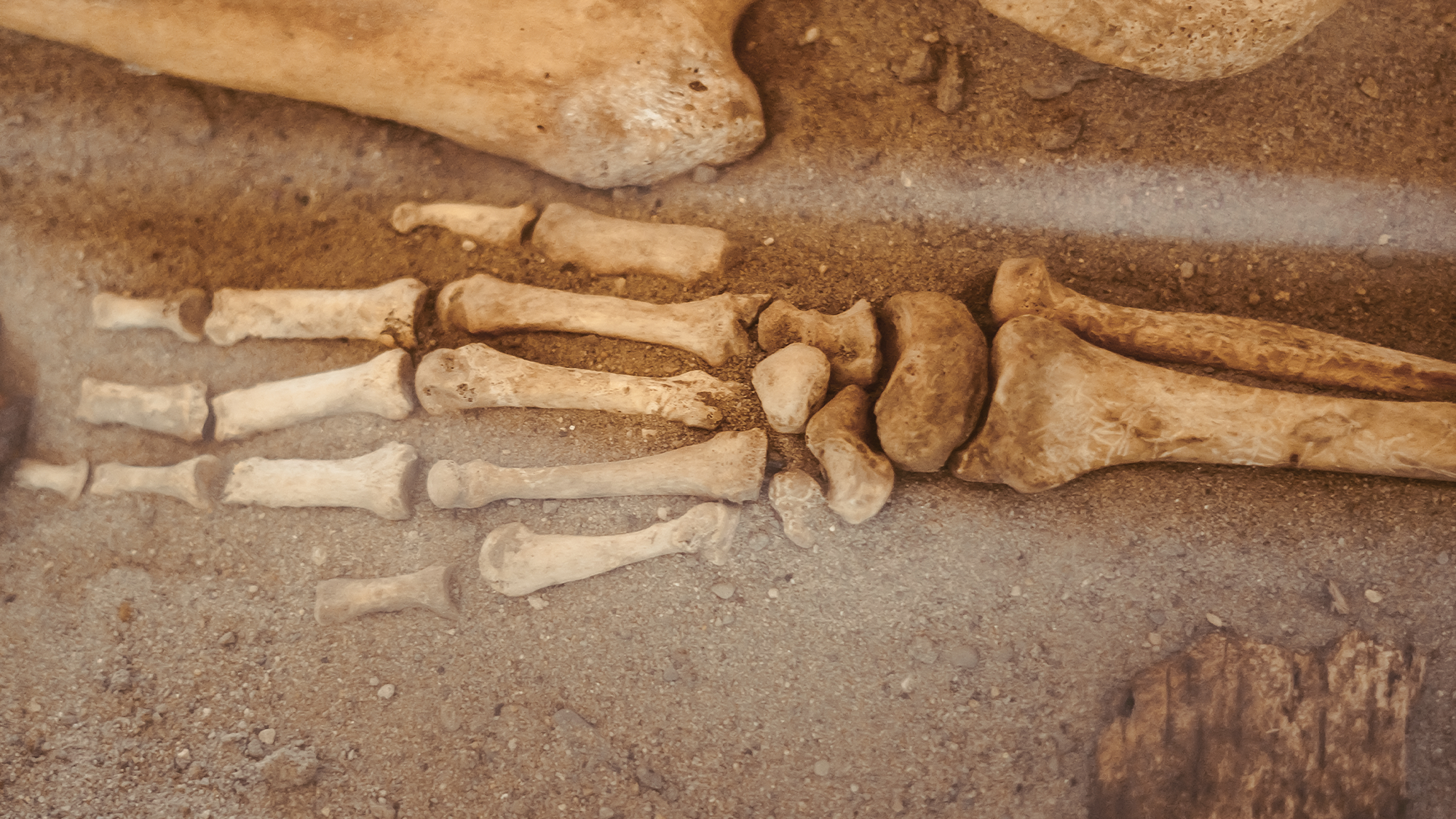 Human hand bones during an archaeological dig.