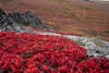 Red fall foliage on bearberry in Bering Land Bridge National Preserve