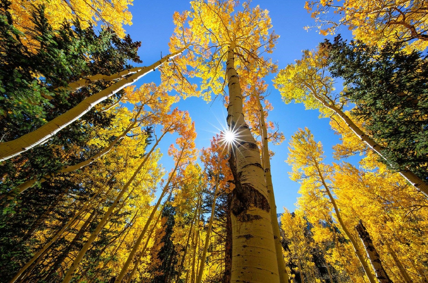 Yellow fall foliage on quaking aspens in Great Basin National Park