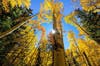 Yellow fall foliage on quaking aspens in Great Basin National Park